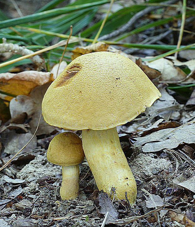 suchohríb moravský Aureoboletus moravicus (Vaček) Klofac