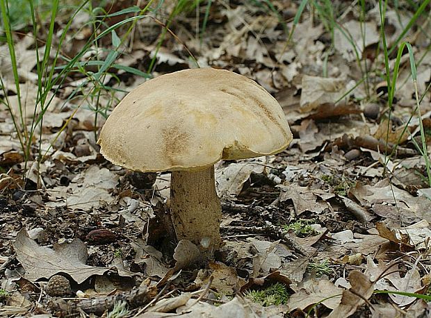 hríb dubový Boletus reticulatus Schaeff.