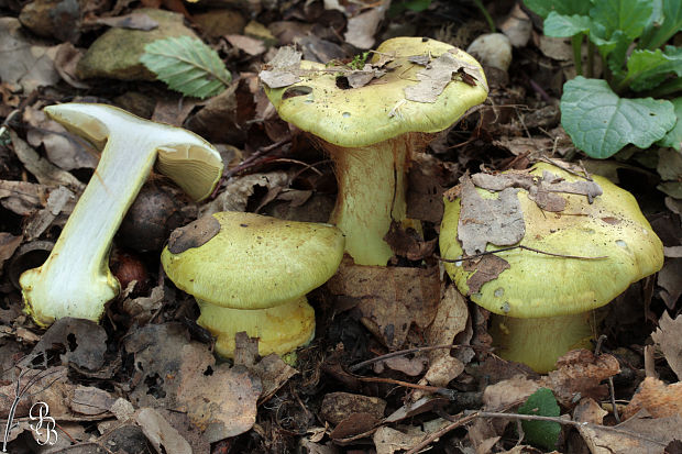 pavučinovec sladkovonný Cortinarius joguetii Melot