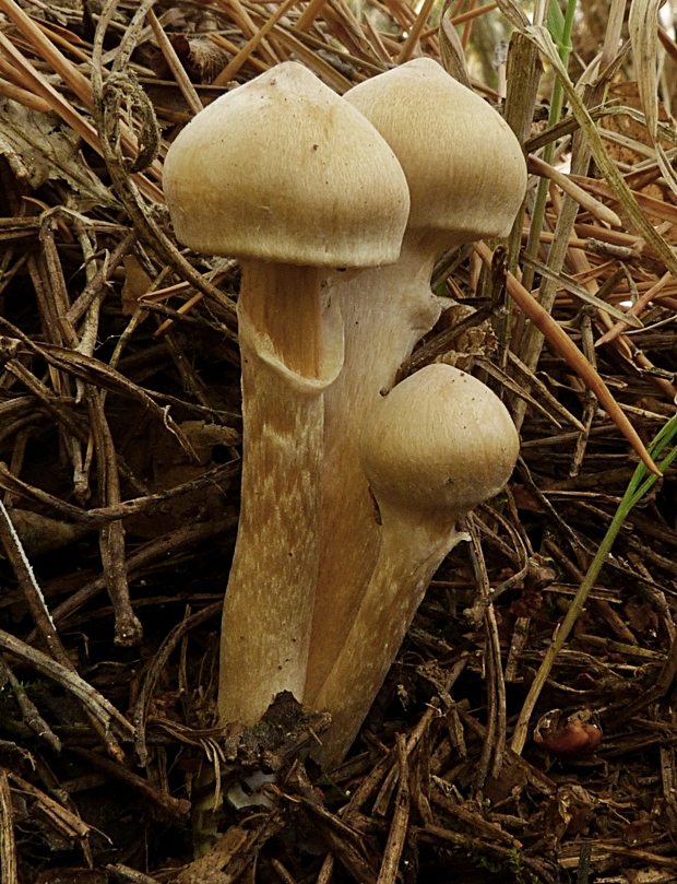 pavučinovec mazľavý Cortinarius trivialis J.E. Lange