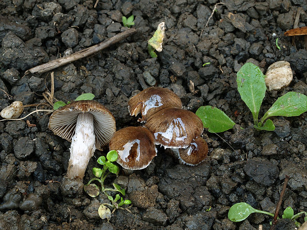 vláknica Inocybe sp.