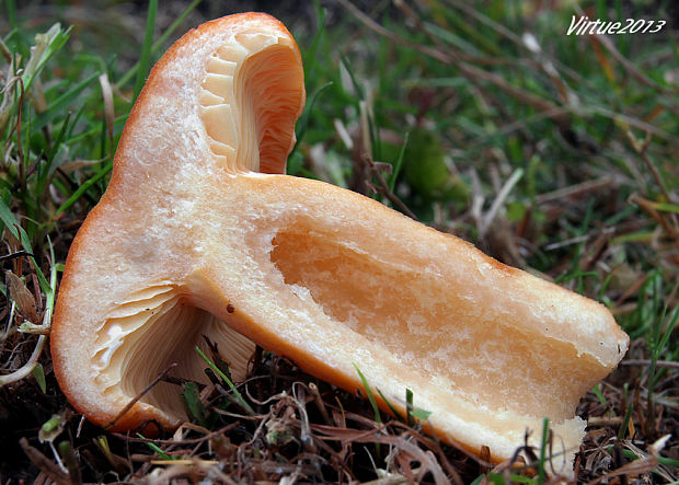 rýdzik Bresadolov?? Lactarius zonarioides Kühner & Romagn.