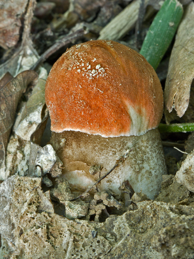 kozák dubový Leccinum aurantiacum (Bull.) Gray