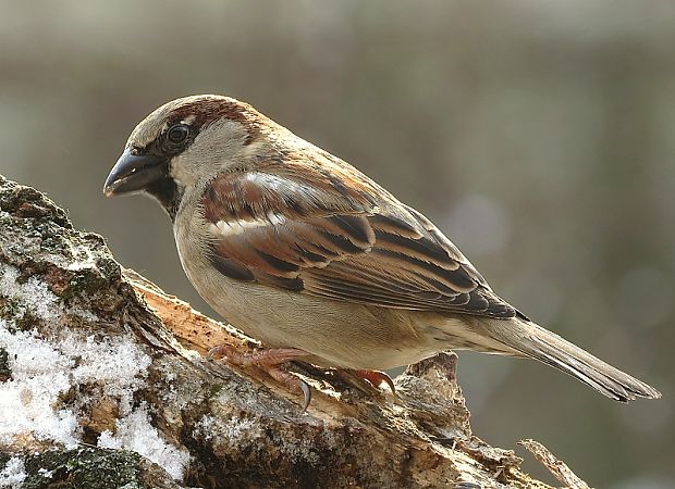 vrabec domový Passer domesticus  L.