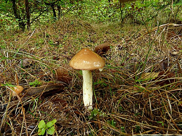 masliak zrnitý Suillus granulatus (L.) Roussel