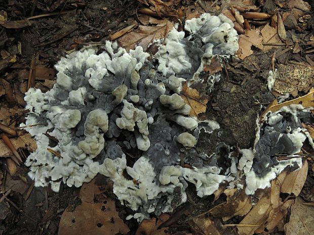 plesňovka zemná Thelephora cf. terrestris (Bourdot & Galzin) Donk