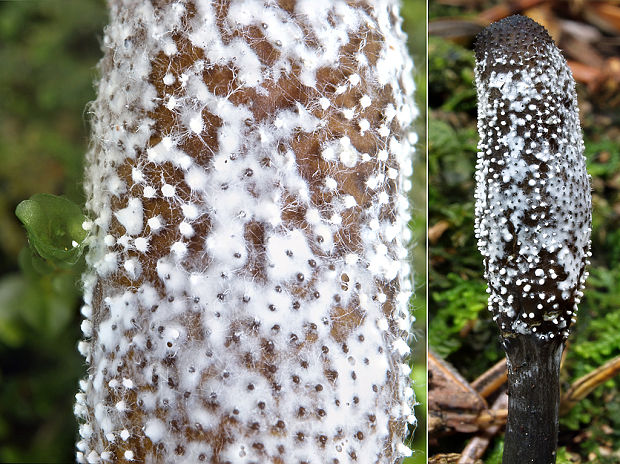 žezlovka srnková Tolypocladium ophioglossoides (J.F. Gmel.) Quandt, Kepler & Spatafora