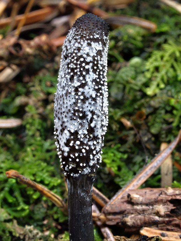 žezlovka srnková Tolypocladium ophioglossoides (J.F. Gmel.) Quandt, Kepler & Spatafora