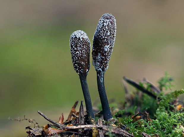 žezlovka srnková Tolypocladium ophioglossoides (J.F. Gmel.) Quandt, Kepler & Spatafora