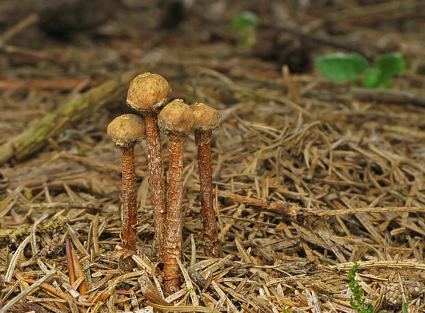 stopkovec hladkovýtrusný Tulostoma fulvellum Bres.