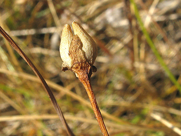 neidentifikovaná rastlina