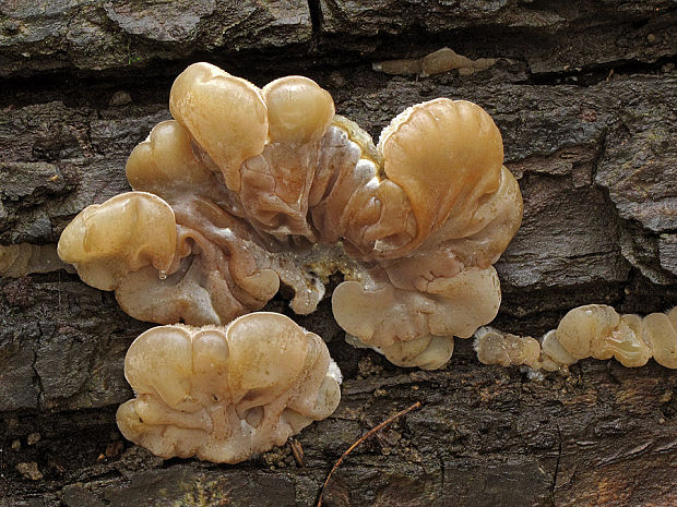 uchovka pásikavá Auricularia mesenterica (Dicks.) Pers.