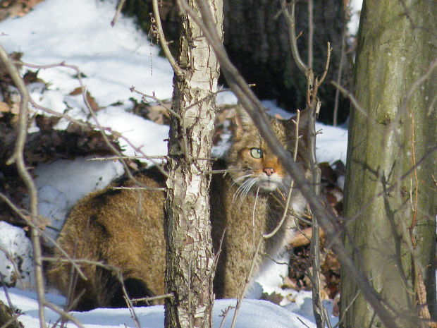 mačka divá (3) Felis silvestris