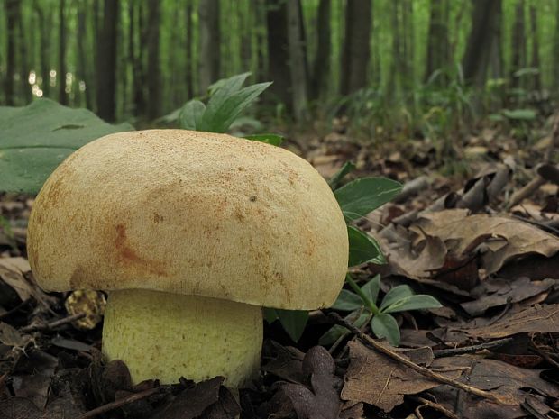 hríb plavý Hemileccinum impolitum (Fr.) Šutara