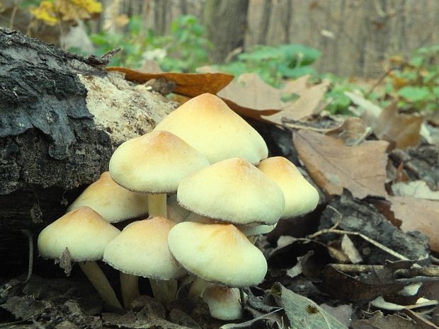 strapcovka zväzkovitá Hypholoma fasciculare (Huds.) P. Kumm.