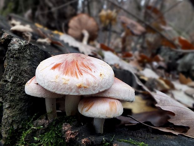 strapcovka tehlovočervená Hypholoma lateritium (Schaeff.) P. Kumm.