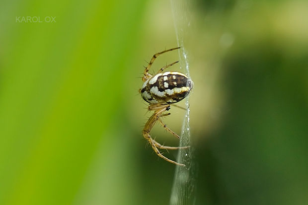 križiak lúčny Mangora acalypha