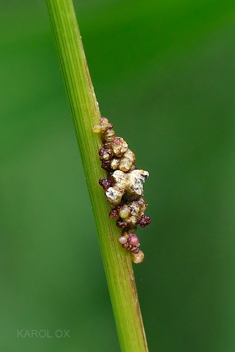 ? Psychidae?