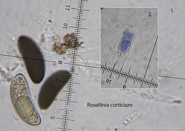 rozelínia vlnatá Rosellinia corticium (Schwein.) Sacc.