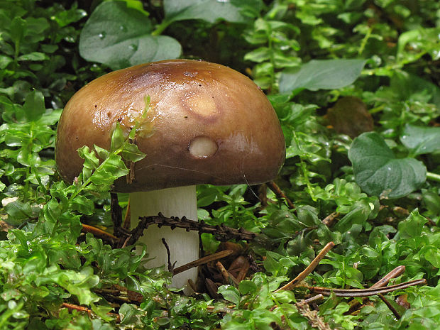 plávka Russula sp.