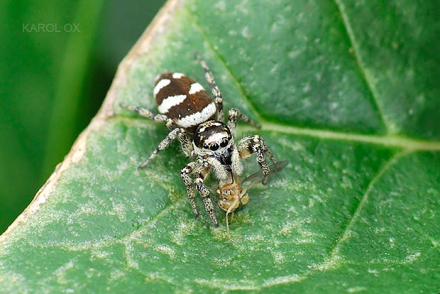 skákavka pruhovaná Salticus scenicus