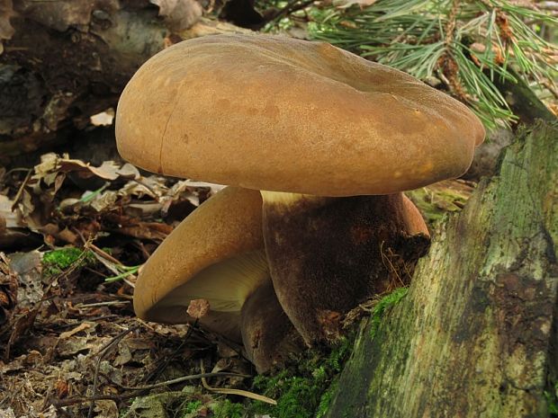 čechračka tmavohlúbiková Tapinella atrotomentosa (Batsch) Šutara