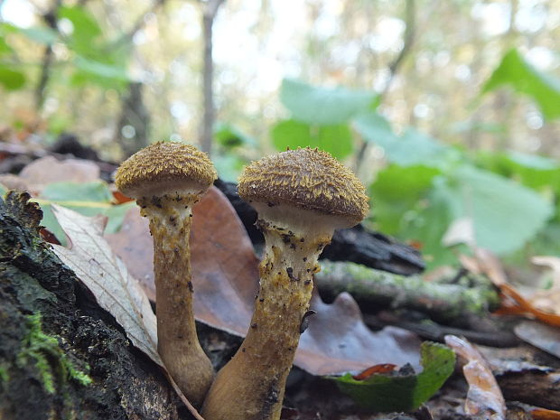 podpňovka obyčajná Armillaria mellea (Vahl) P. Kumm.