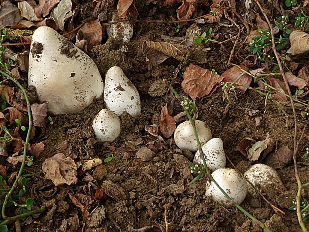 strieška bedľovitá Chlorophyllum agaricoides (Czern.) Vellinga