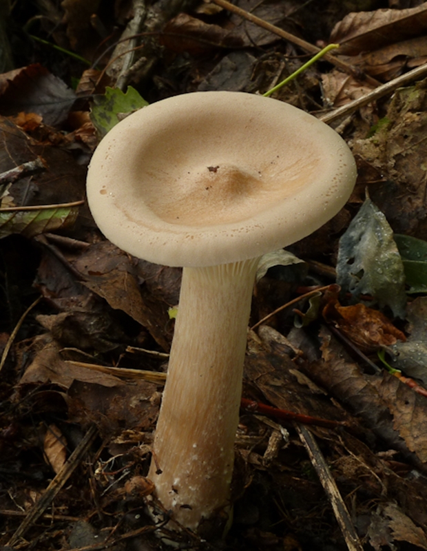 strmuľka statná Clitocybe robusta Peck