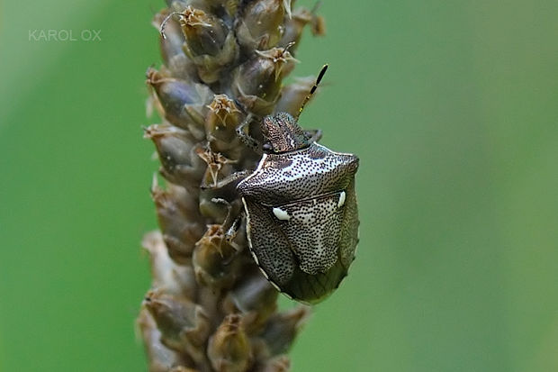 bzdocha Eysarcoris aeneus