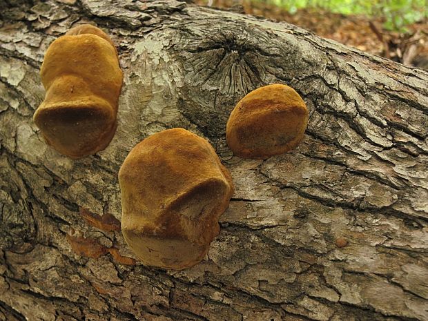 ohňovec mohutný Fomitiporia robusta (P. Karst.) Fiasson & Niemelä