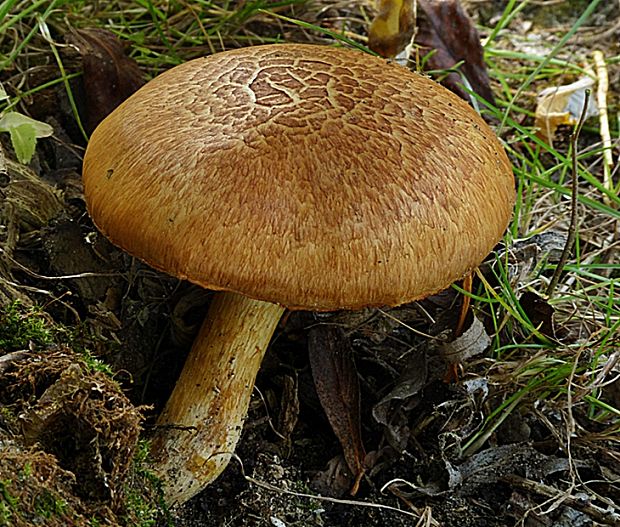 šupinovec nádherný Gymnopilus junonius (Fr.) P.D. Orton