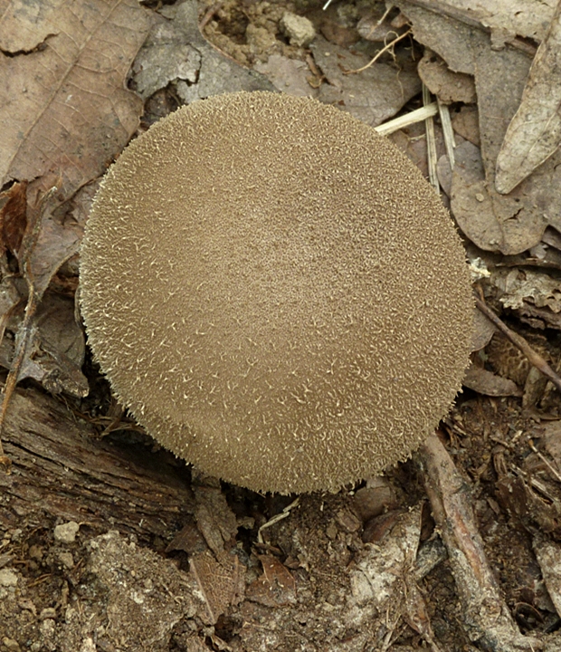 prášnica Lycoperdon sp.