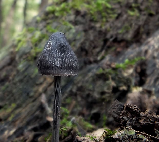 prilbička  Mycena  (Bull.) Gray