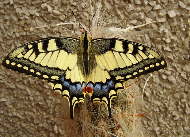 vidlochvost feniklový Papilio machaon