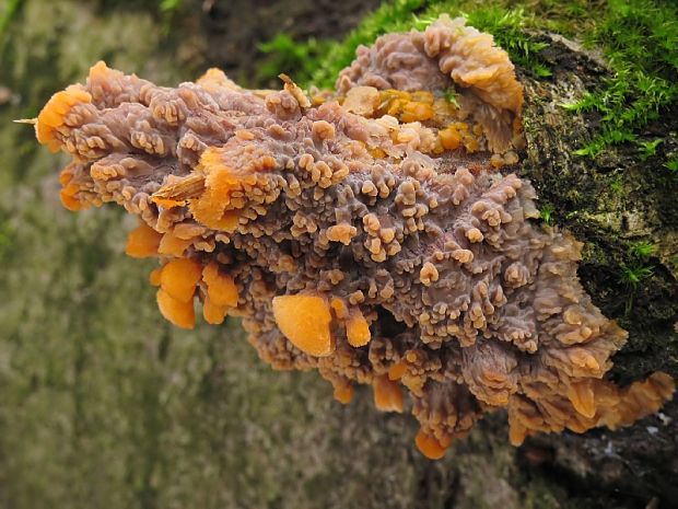 žilnačka oranžová Phlebia radiata Fr.