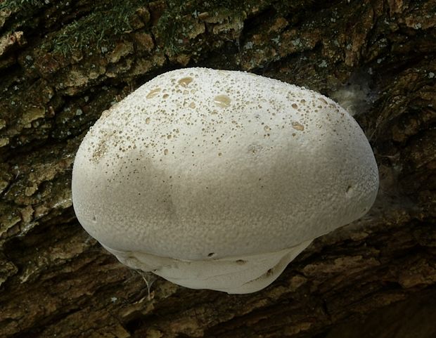 brezovník dubový Piptoporus quercinus ? (Schrad.) P. Karst.