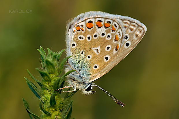 modráčik obyčajný Polyommatus icarus