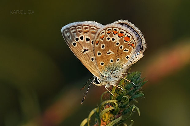 modráčik obyčajný Polyommatus icarus