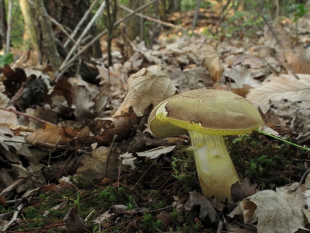 suchohríb červenohnedý Xerocomus ferrugineus (Kuntze) Singer