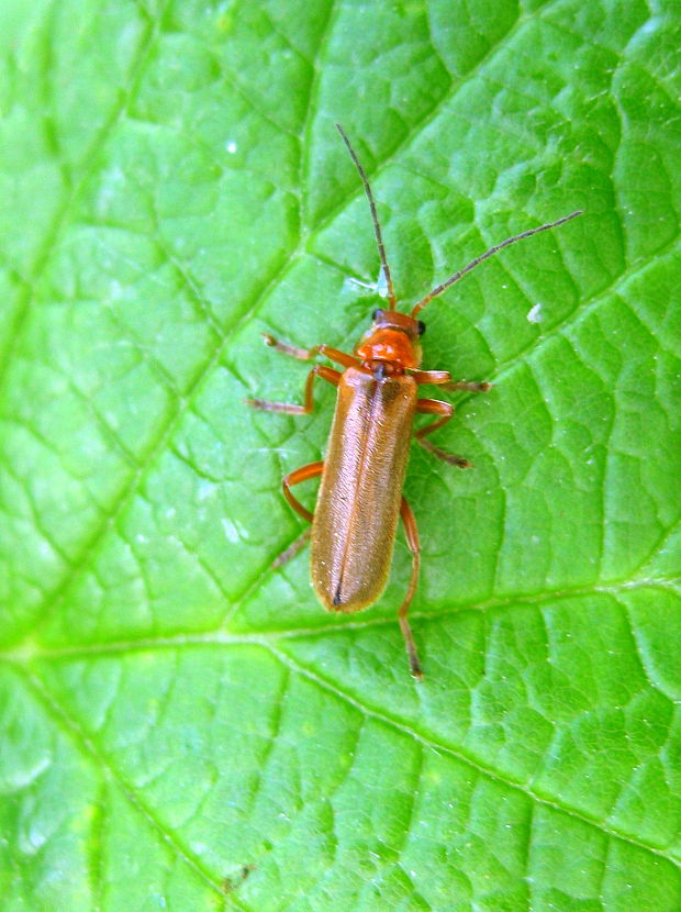 snehuľčík Cantharis rufa