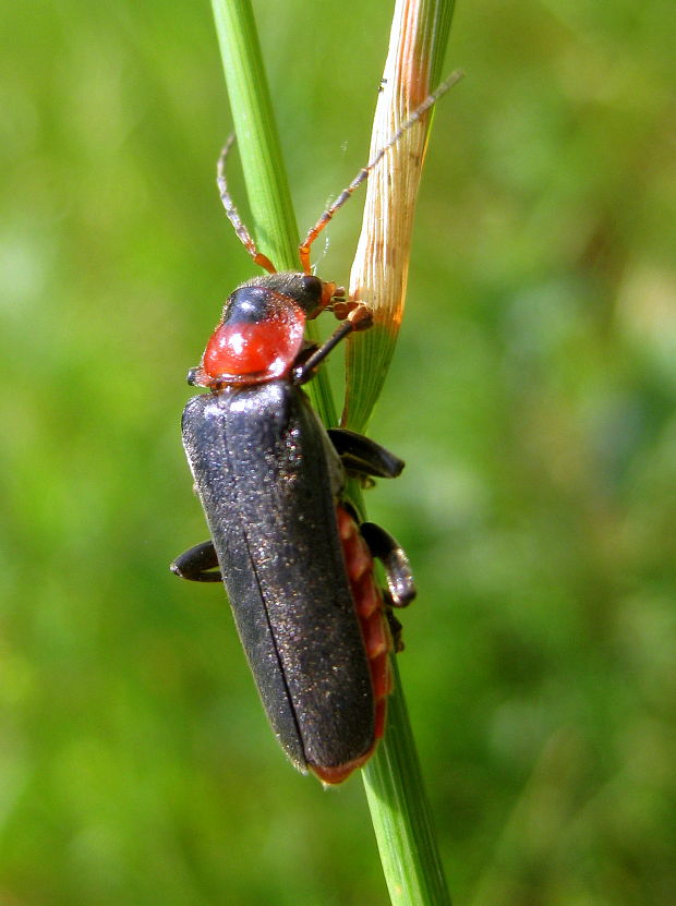 snehulčík obyčajný Cantharis rustica