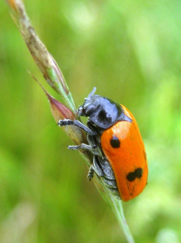 vrbinár štvorbodý  Clytra quadripunctata