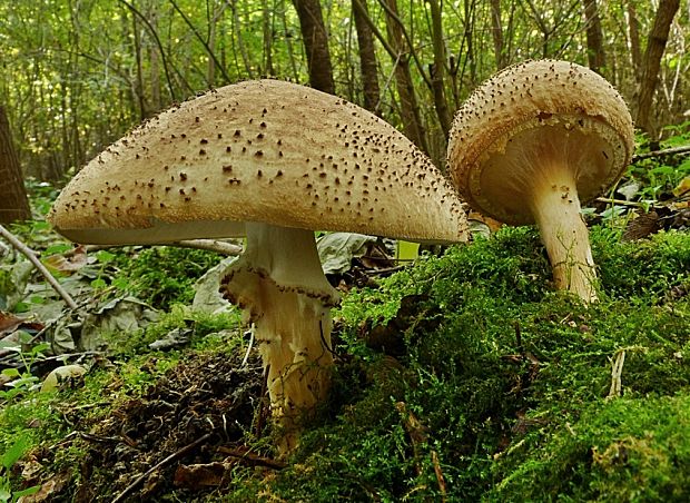 bedlička ostrošupinatá Echinoderma asperum (Pers.) Bon