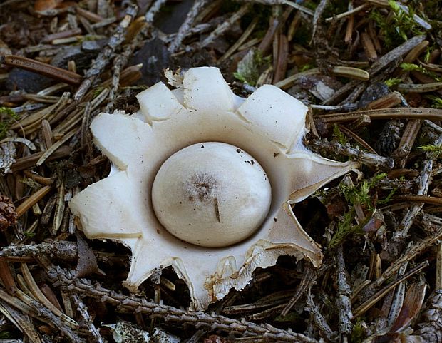 hviezdovka strapkatá Geastrum fimbriatum Fr.