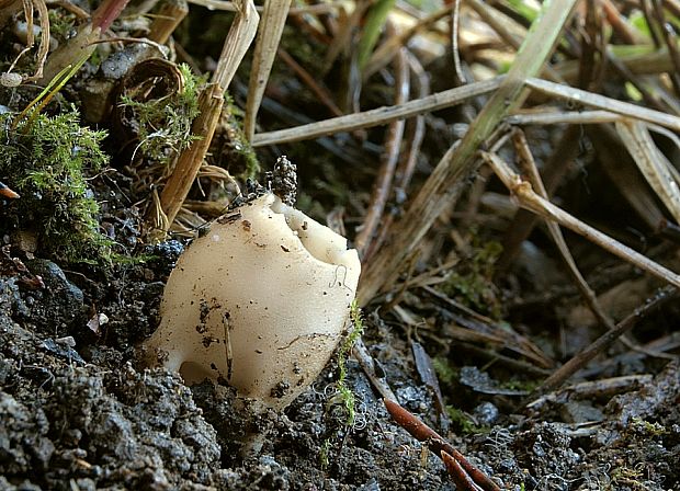 chriapač sosnový Helvella leucomelaena (Pers.) Nannf.