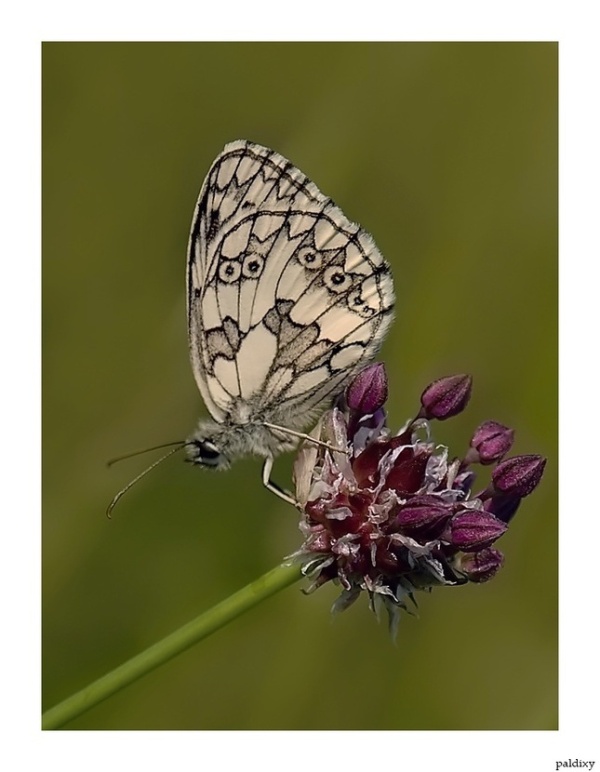 očkáň timotejkový Melanargia galathea