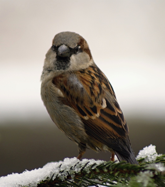 vrabec domový Passer domesticus