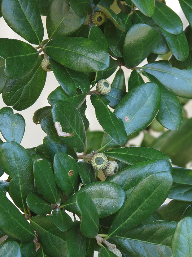 dub  Quercus engelmanni