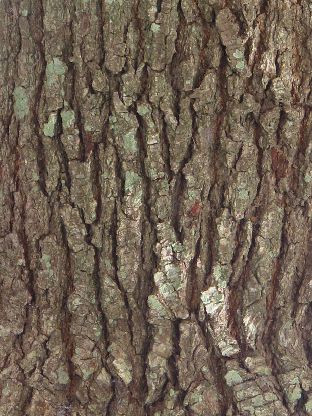 dub  Quercus engelmanni